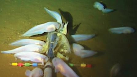 Pseudoliparis swirei (Scorpaeniformes: Liparidae), hadal snailfish dari Palung Mariana. (commons.wikimedia.org/Gerringer M. E., Linley T. D., Jamieson A. J., Goetze E., Drazen J. C.)