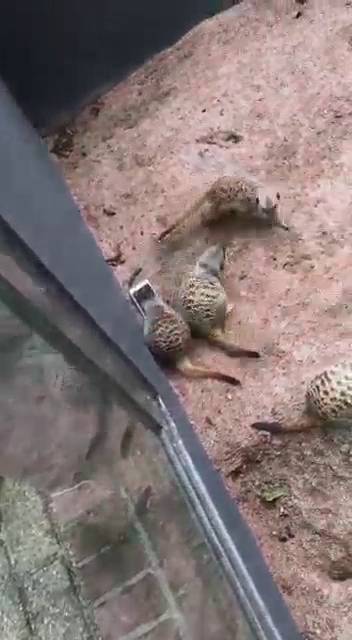 potret momen apes di kebun binatang (reddit.com/user/overcookedsalad)
