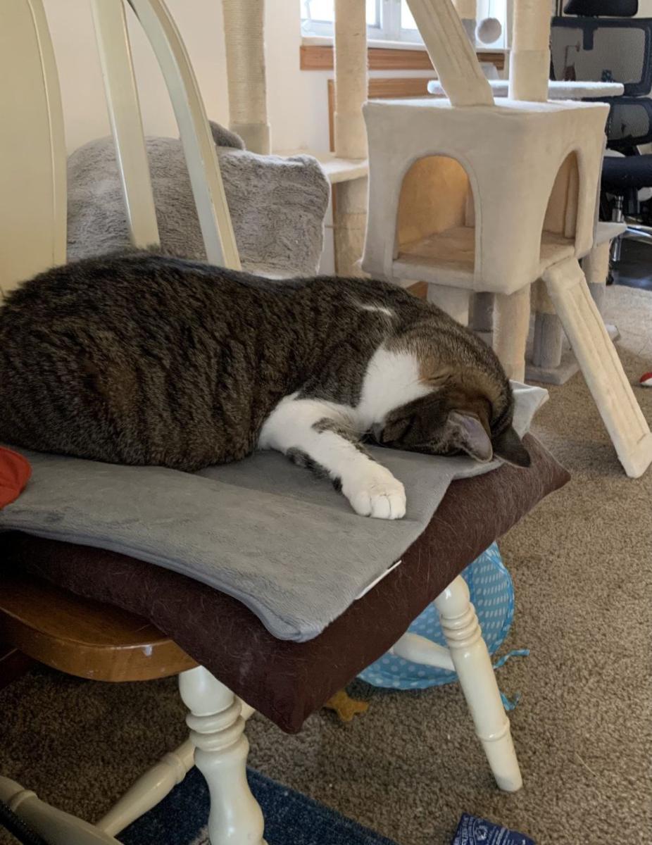 potret kucing tidur gaya kepala menunduk (reddit.com/user/cardadad_pods)