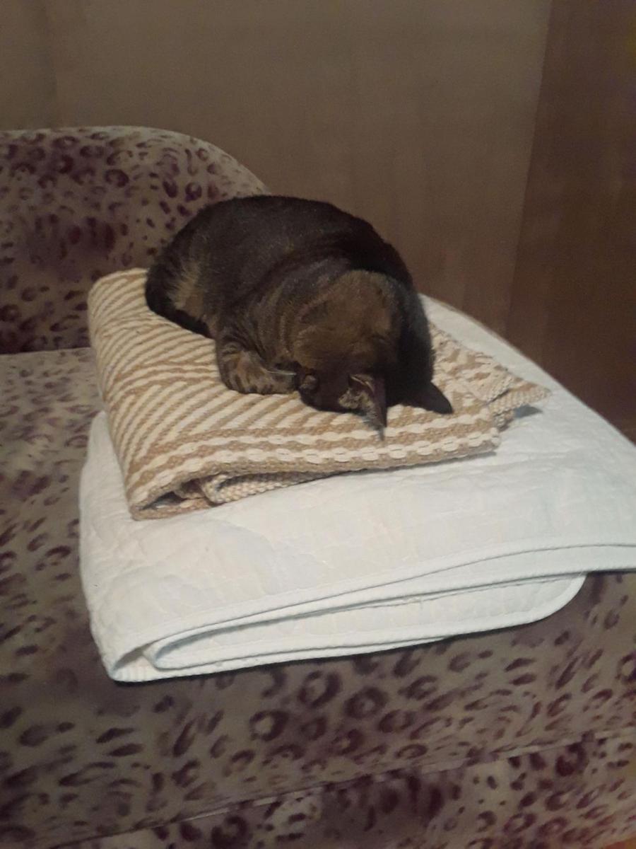 potret kucing tidur gaya kepala menunduk (reddit.com/user/shut-up-vanessa)