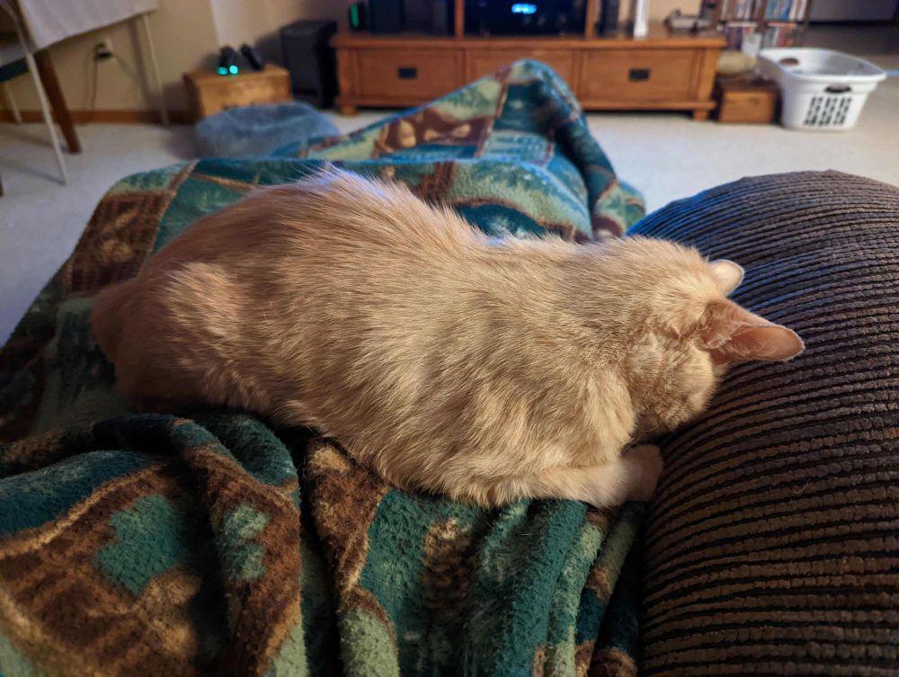 potret kucing tidur gaya kepala menunduk (reddit.com/user/Frakkin-Toasters)