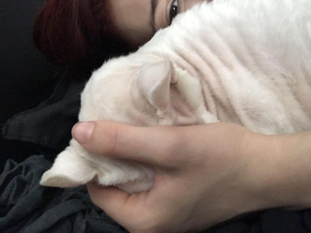potret kucing tidur gaya kepala menunduk (reddit.com/user/punkkid13)