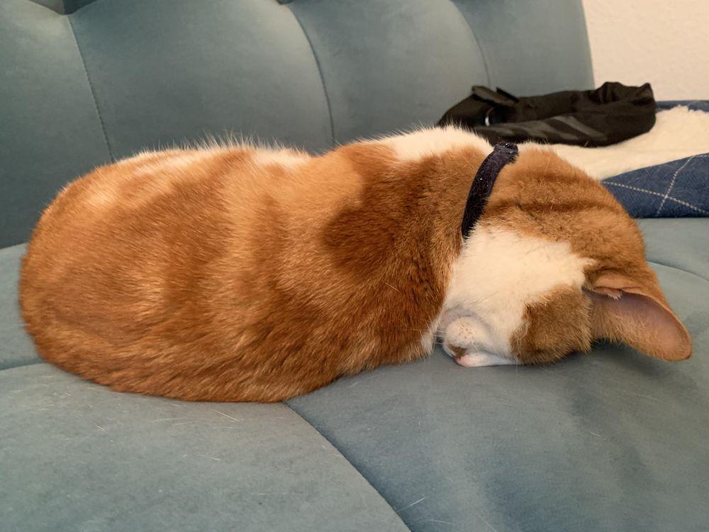potret kucing tidur gaya kepala menunduk (reddit.com/user/boogeewoogee)