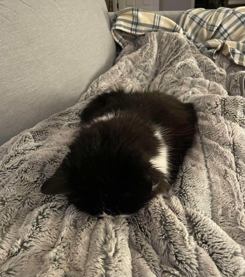 potret kucing tidur gaya kepala menunduk (reddit.com/user/zogmuffin)
