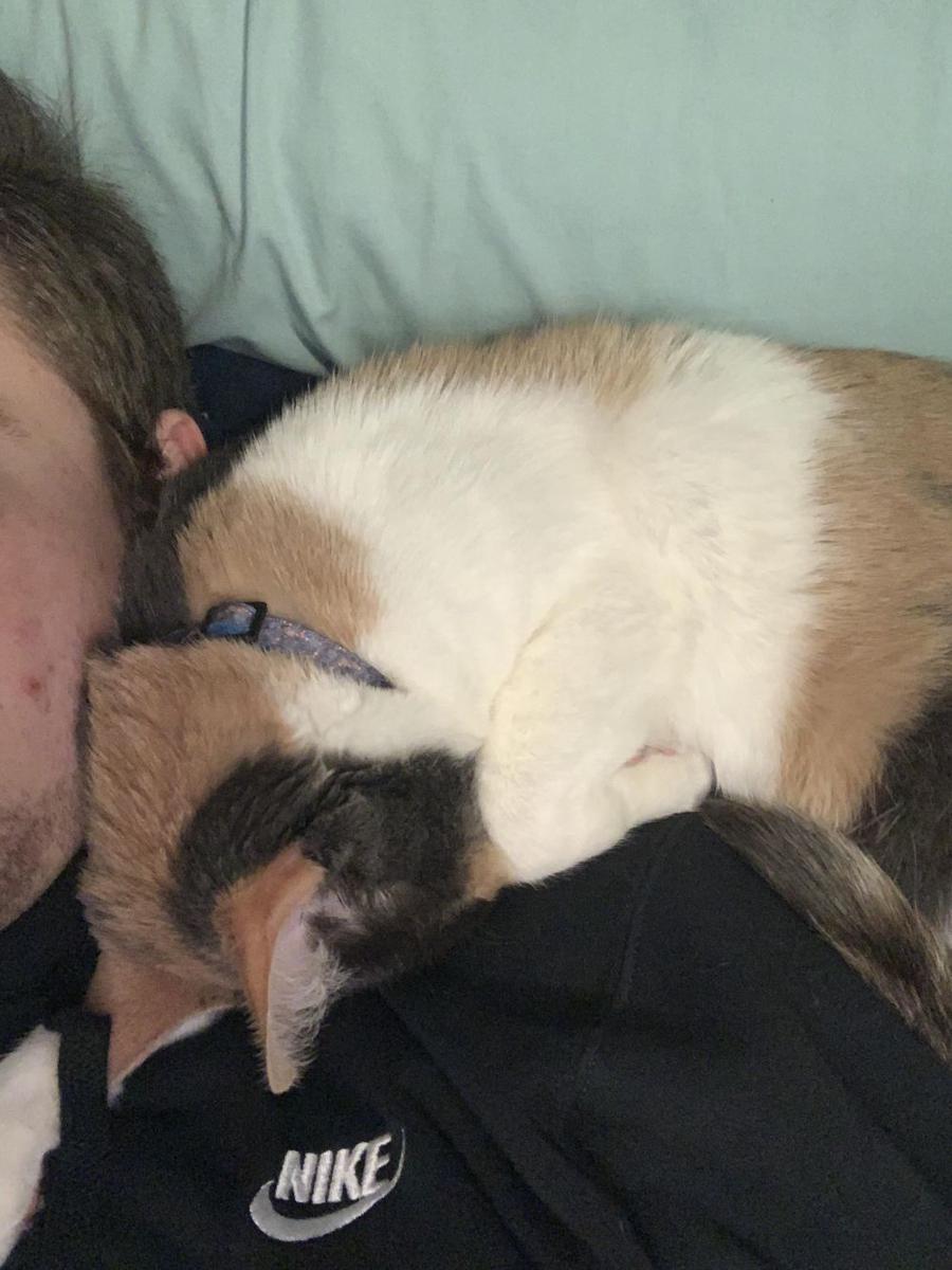potret kucing tidur gaya kepala menunduk (reddit.com/user/sacramentoproud13)
