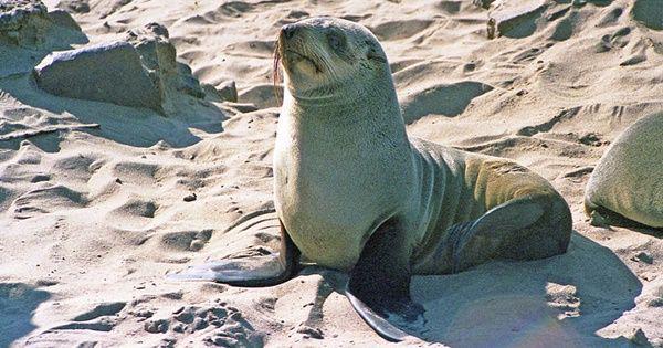 5 Fakta Australian Fur Seal, Spesies Anjing Laut yang Gemar Kawin!