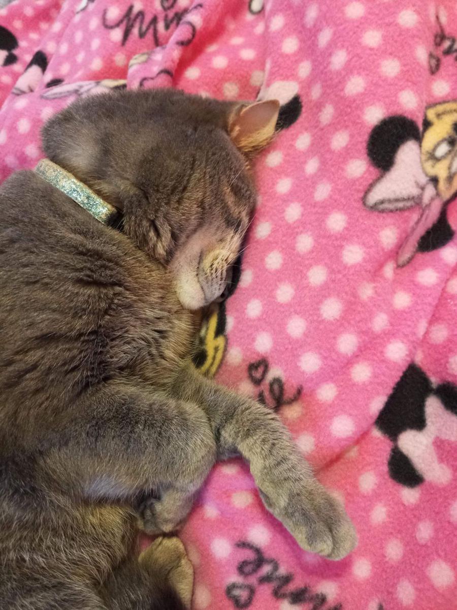 potret kucing tidur gaya kepala menunduk (reddit.com/user/mysticalunicole)