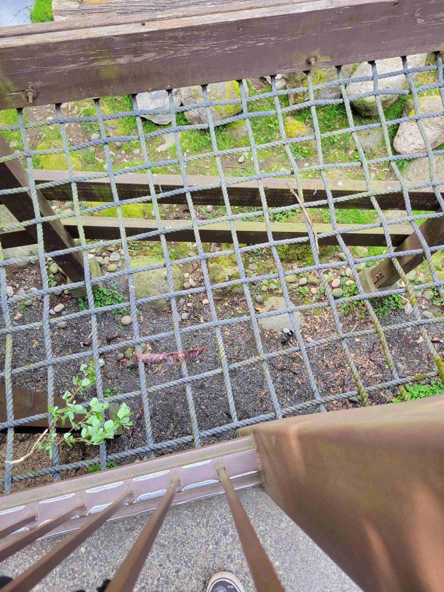 potret momen apes di kebun binatang (reddit.com/r/Wellthatsucks)