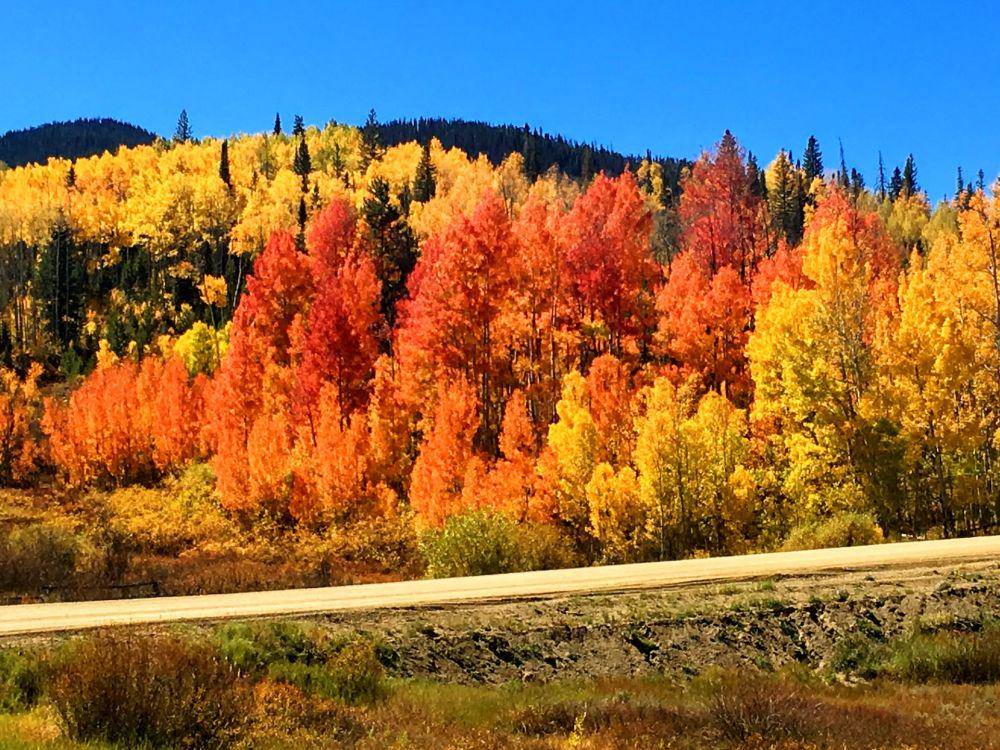 ilustrasi koloni pohon aspen (unsplash.com/Malachi Brooks)