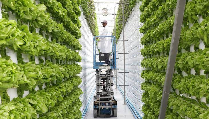 perkebunan vertikal (climatechampions.unfccc.int)