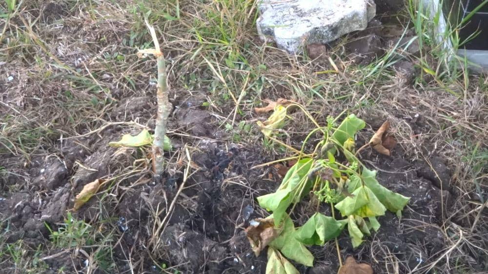 Makam bayi yang dibongkar polisi. IDN Times/ Bramanta