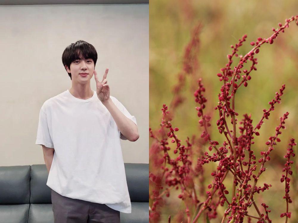 Kim Seokjin dan bunga rumex (instagram.com/jin | flickr.com/Björn S...)
