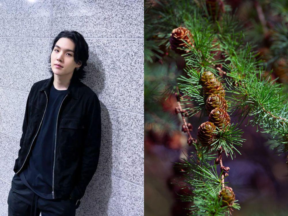 Min Yoongi dan bunga larch (instagram.com/agustd | unsplash.com/Risto Kokkonen)