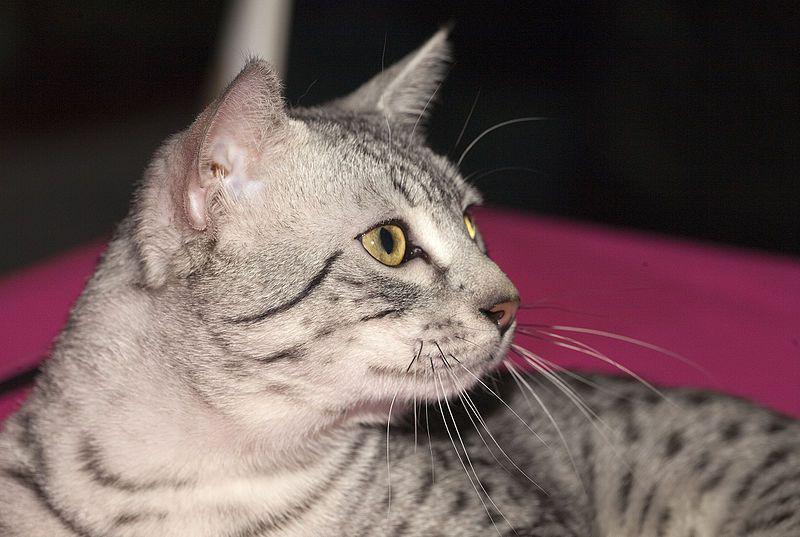 Egyptian mau (commons.wikimedia.org/Nickolas Titkov)
