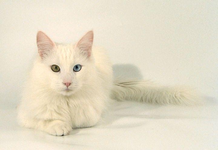 Turkish angora (commons.wikimedia.org/Alice Fontana)
