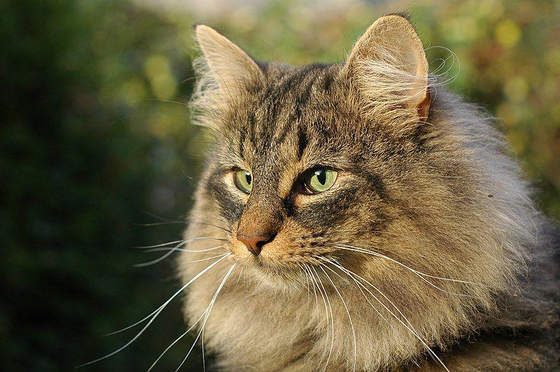 Norwegian forest (commons.wikimedia.org/Dick Smit)