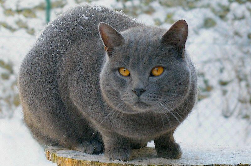 Chartreux (commons.wikimedia.org/Clarisse Vinot)