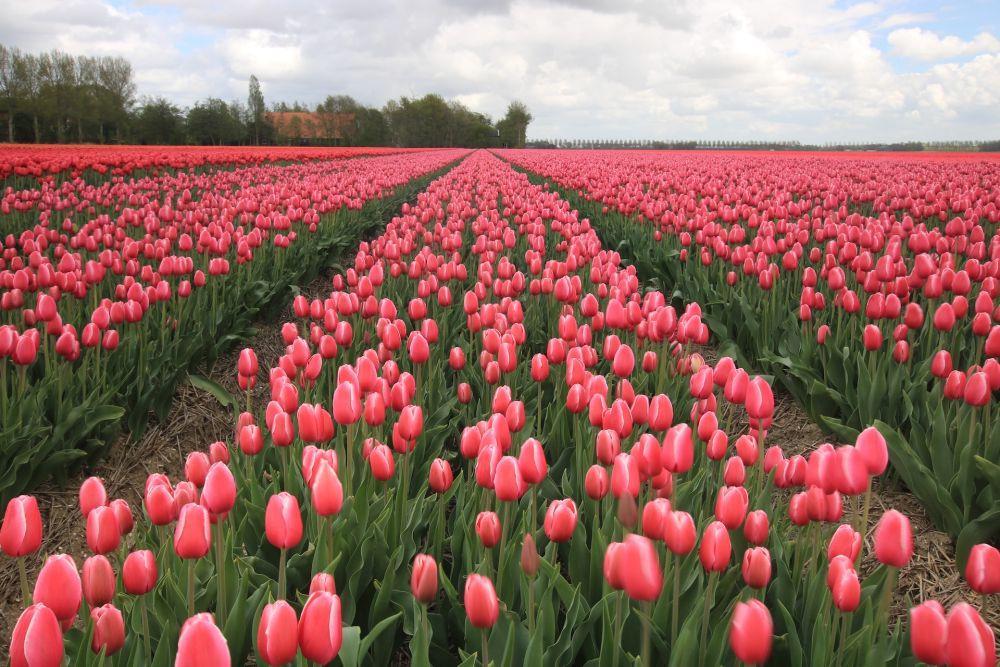 10 Tempat Paling Indah di Dunia untuk Melihat Tulip Bermekaran Cantik