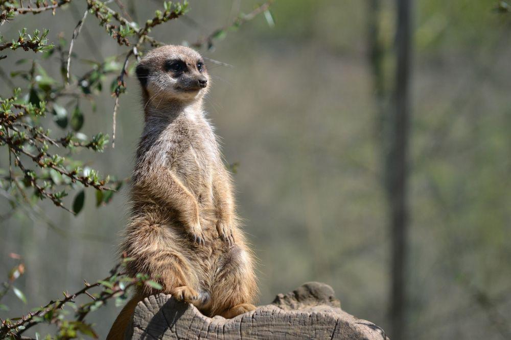 6 Fakta Unik Meerkat, Melatih Generasi Muda untuk Berburu