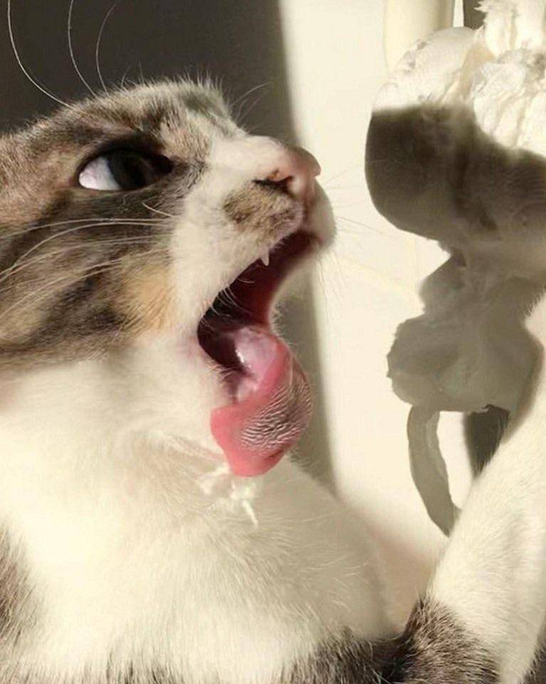 potret tingkah laku random kucing di kamar mandi (reddit.com/user/outsanitate264)