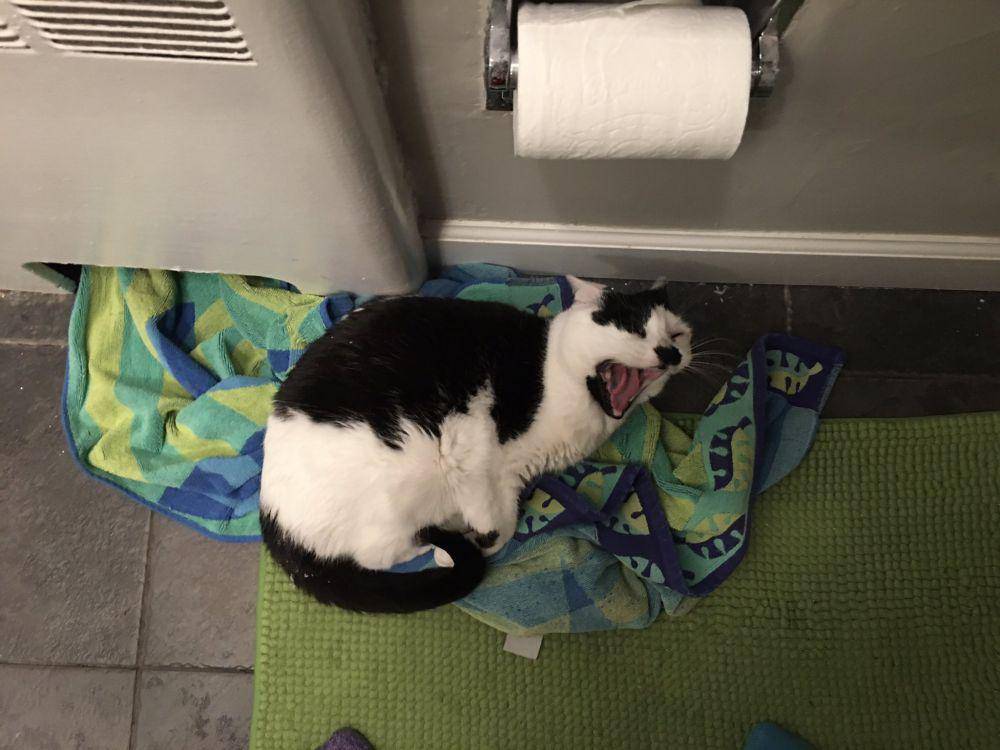 potret tingkah laku random kucing di kamar mandi (reddit.com/user/RespawnMachine)