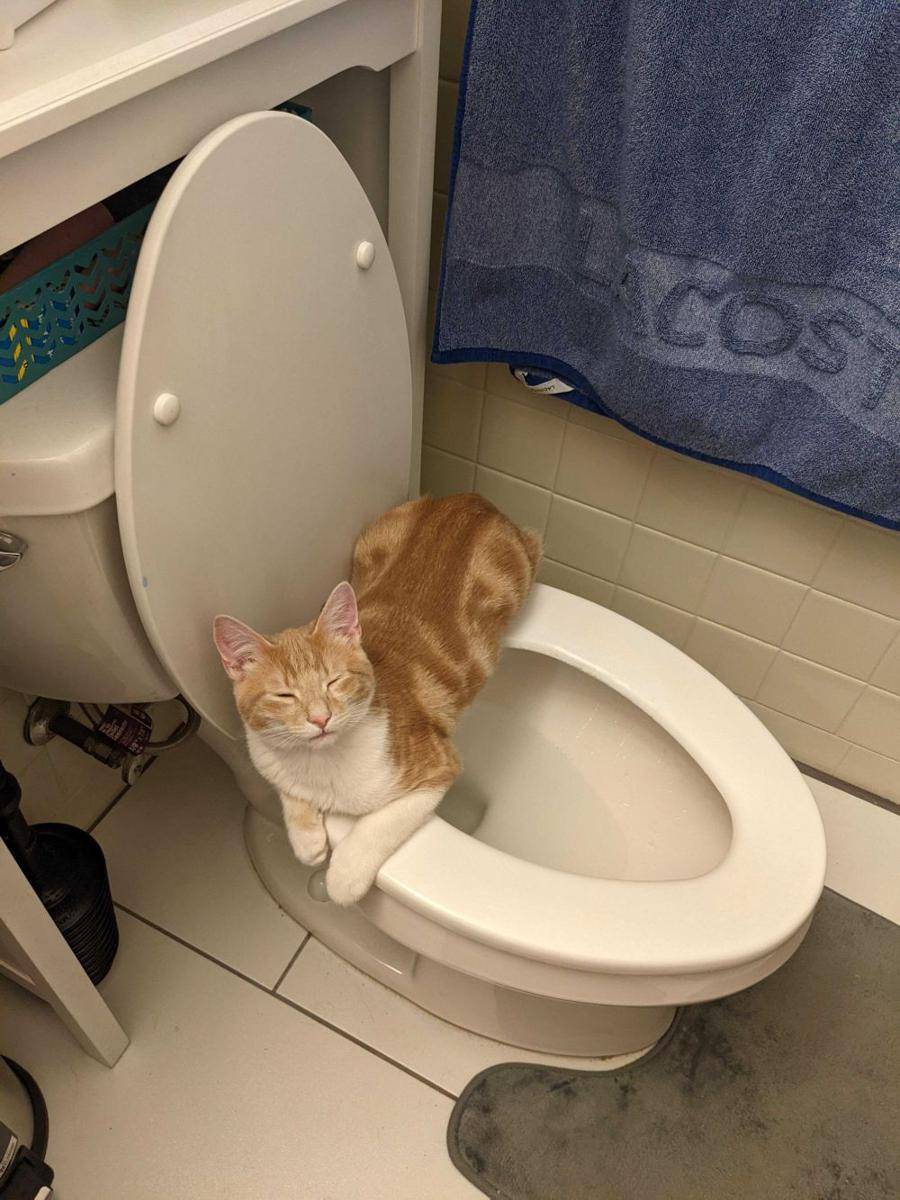 potret tingkah laku random kucing di kamar mandi (reddit.com/user/poncey-)