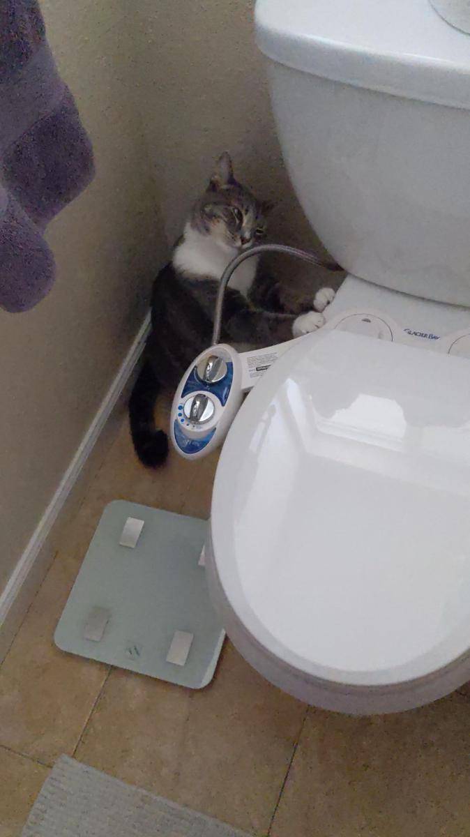 potret tingkah laku random kucing di kamar mandi (reddit.com/user/NettleFarseer)