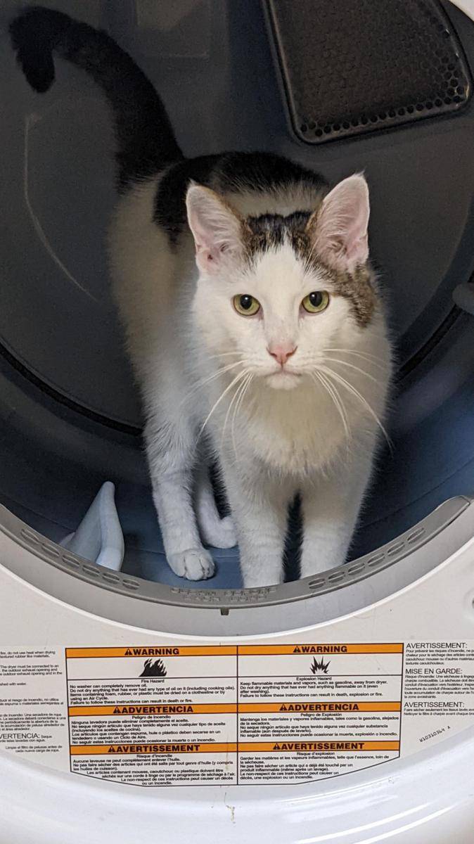potret tingkah laku random kucing di kamar mandi (reddit.com/user/0110010001100010)