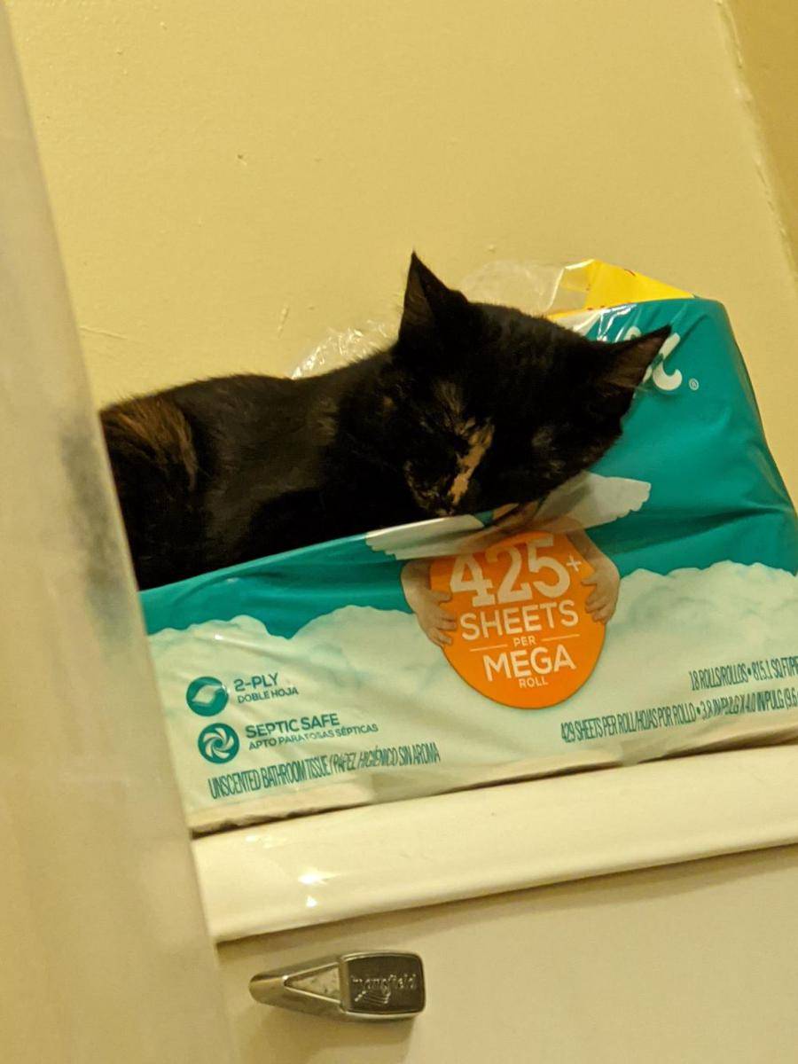 potret tingkah laku random kucing di kamar mandi (reddit.com/r/WhatsWrongWithYourCat)