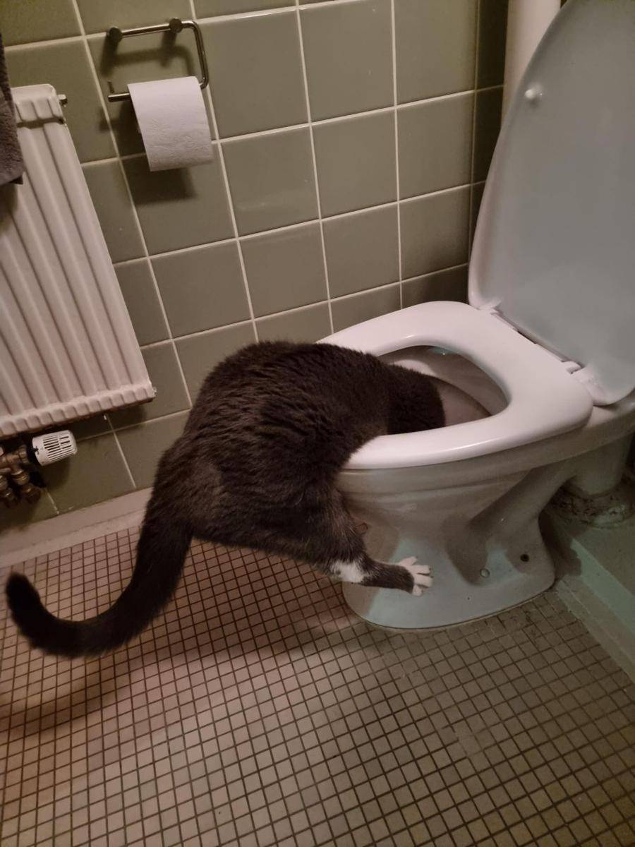 potret tingkah laku random kucing di kamar mandi (reddit.com/user/Araprax)