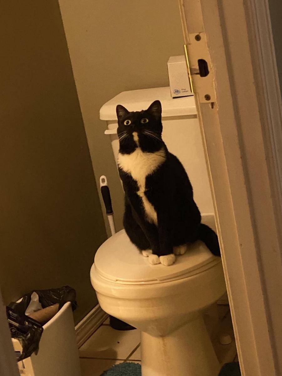 potret tingkah laku random kucing di kamar mandi (reddit.com/user/ItsFiBruh)