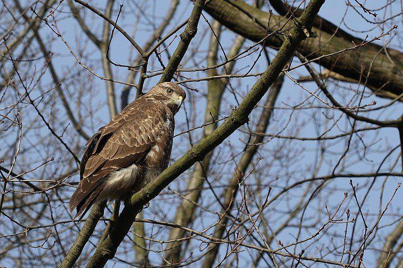 Common buzzard (commons.wikimedia.org/L. B. Tettenborn)