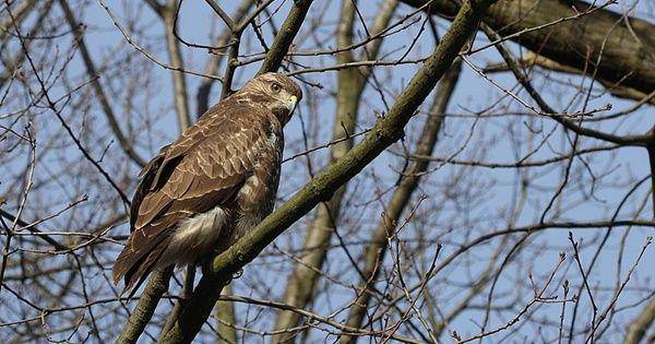 Common buzzard (commons.wikimedia.org/L. B. Tettenborn)