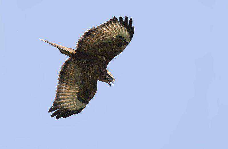 Common buzzard (commons.wikimedia.org/Zeynel Cebeci)
