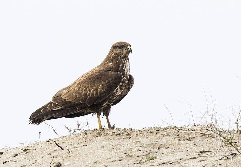 Common buzzard (commons.wikimedia.org/Zeynel Cebeci)