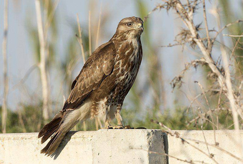 Common buzzard (commons.wikimedia.org/Zeynel Cebeci)