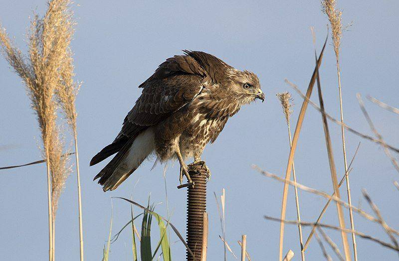 Common buzzard (commons.wikimedia.org/Zeynel Cebeci)