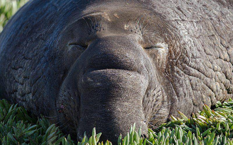 Gajah laut utara beristirahat di Pantai Drakes, California. (commons.wikimedia.org/Frank Schulenburg)