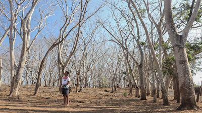 https://udaindra.blogspot.com/2019/07/jelajah-lombok-bagian-4-pink-beach-dan.html
