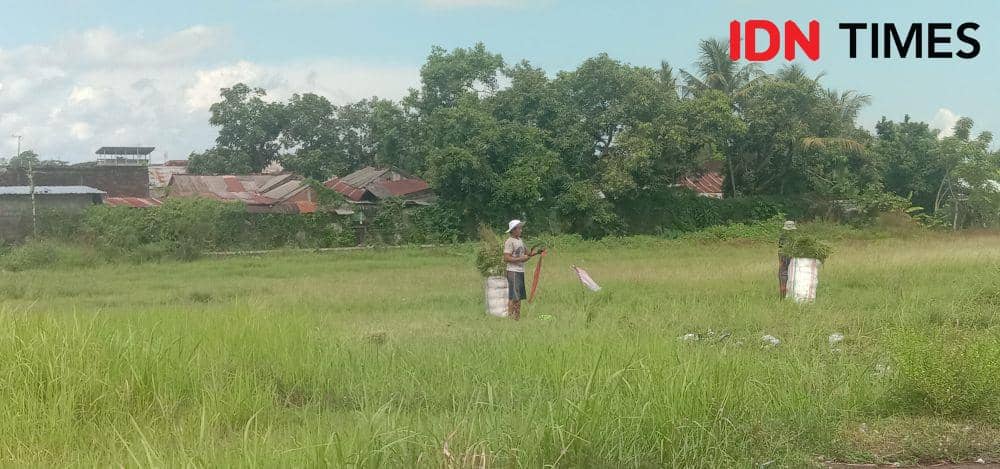 Bagian sisi kanan runway Bandara Selaparang yang banyak ditumbuhi rumput. Tampak warga sekitar sedang mencabut rumput untuk pakan ternak. (IDN Times/Muhammad Nasir)