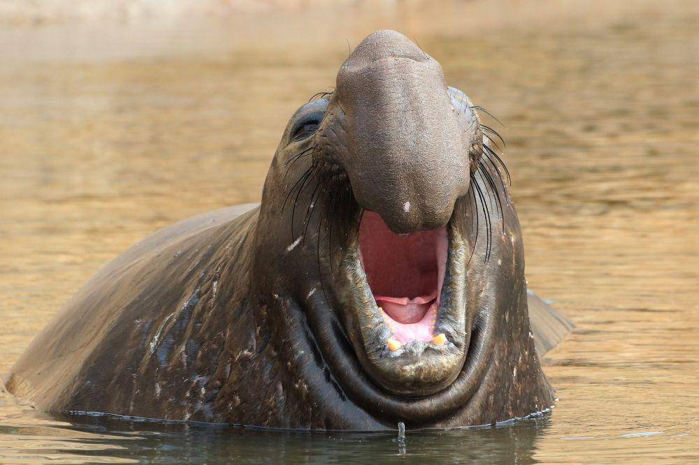 gajah laut utara di California (commons.wikimedia.org/Grendelkhan)