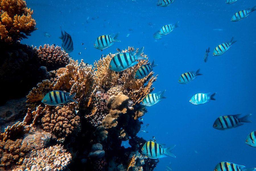 6 Potensi Sumber Daya Laut di Indonesia, Tidak Hanya Ikan Saja!