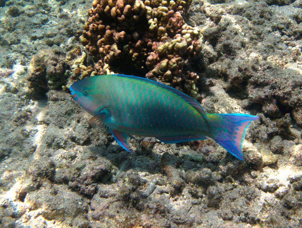 ilustrasi ikan Scarus (commons.wikimedia.org/Phillipe Bourjon)