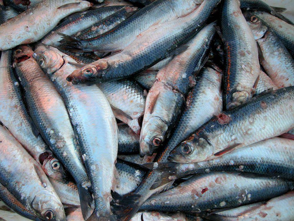 ilustrasi ikan Chirosentrus (commons.wikimedia.org/Atle Grimsby)