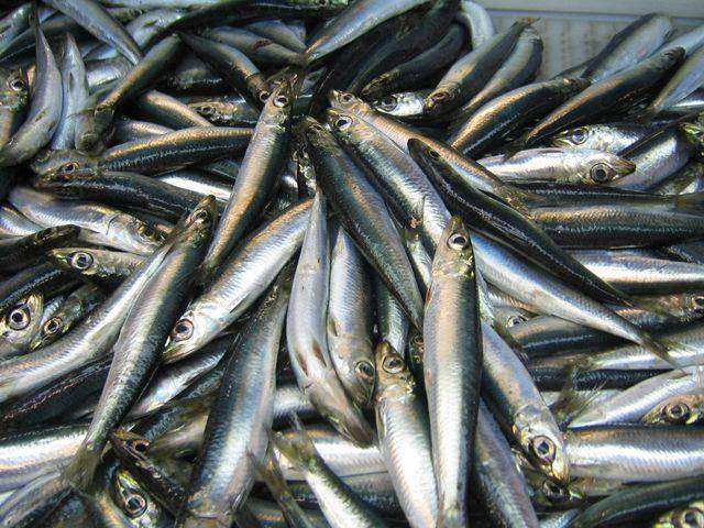 ilustrasi ikan Chirosentrus (commons.wikimedia.org/NOAA)