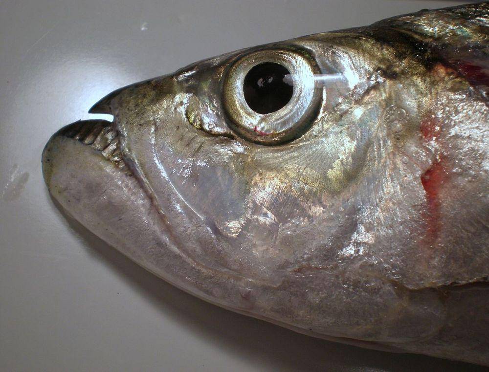 ilustrasi ikan Chirosentrus (commons.wikimedia.org/Jean-Lou Justine)