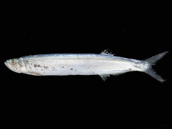 ilustrasi ikan Chirosentrus (commons.wikimedia.org/Sahat Ratmuangkhwang)
