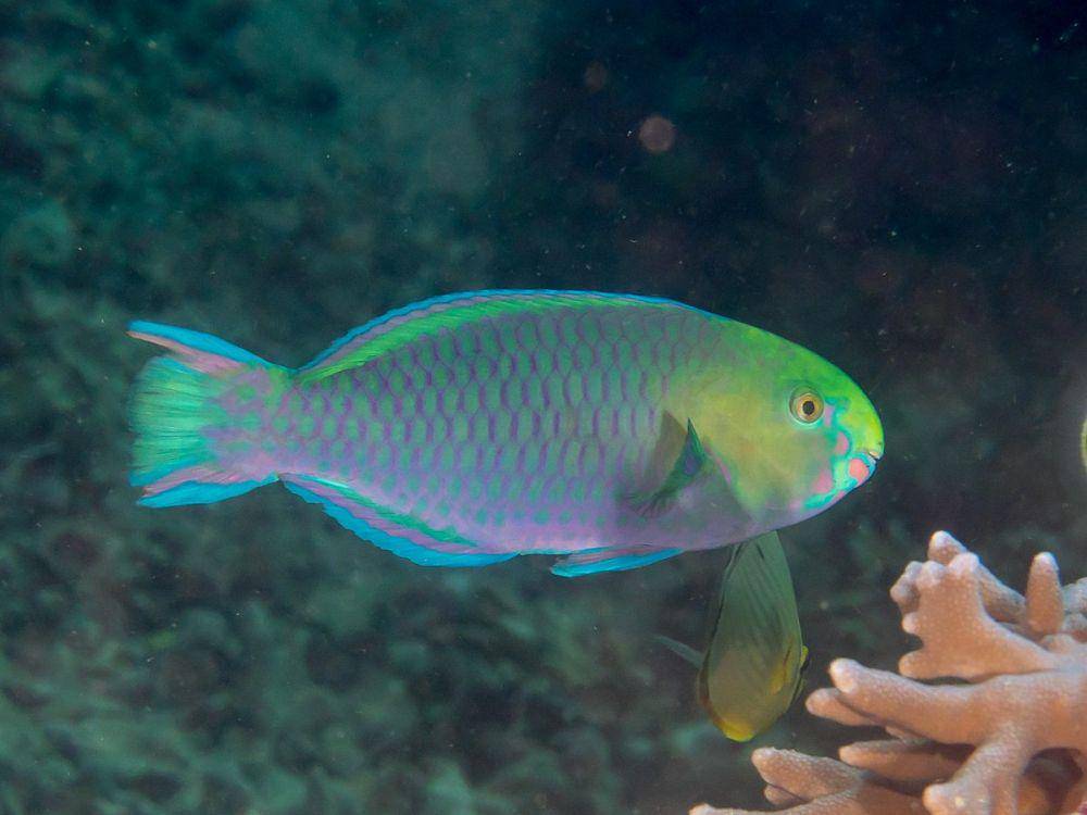 ilustrasi ikan Scarus (commons.wikimedia.org/Rickard Zerpe)