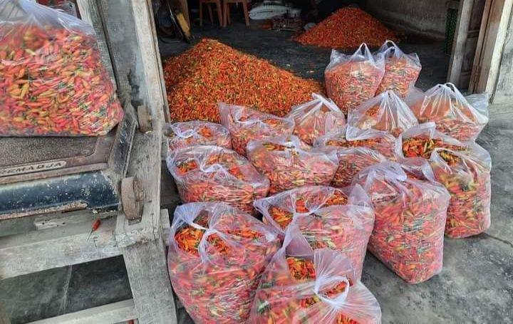 Peneliti Sebut Perputaran Uang Penjualan Cabai Lotim Capai Rp2 Triliun