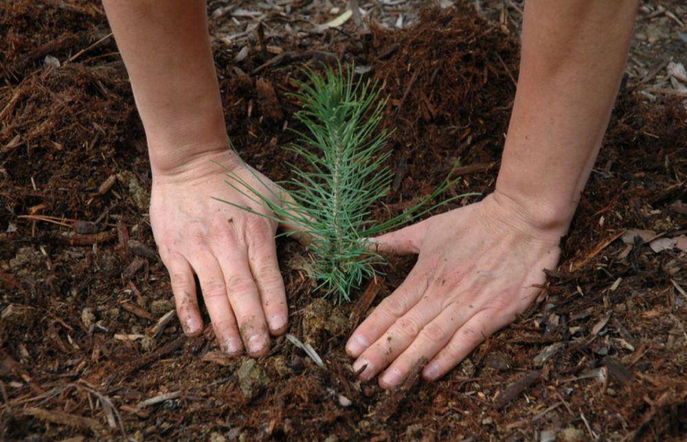 ilustrasi menanam pohon untuk mengurangi polusi udara (flickr.com/Pacific Southwest Forest Service, USDA)